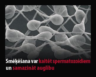 Latvia 2010 Health Effects sex -bio image, damage sperm and decrease fertility